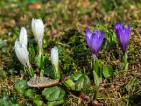 Weiße Krokusgruppe neben einzelnen lila Krokussen